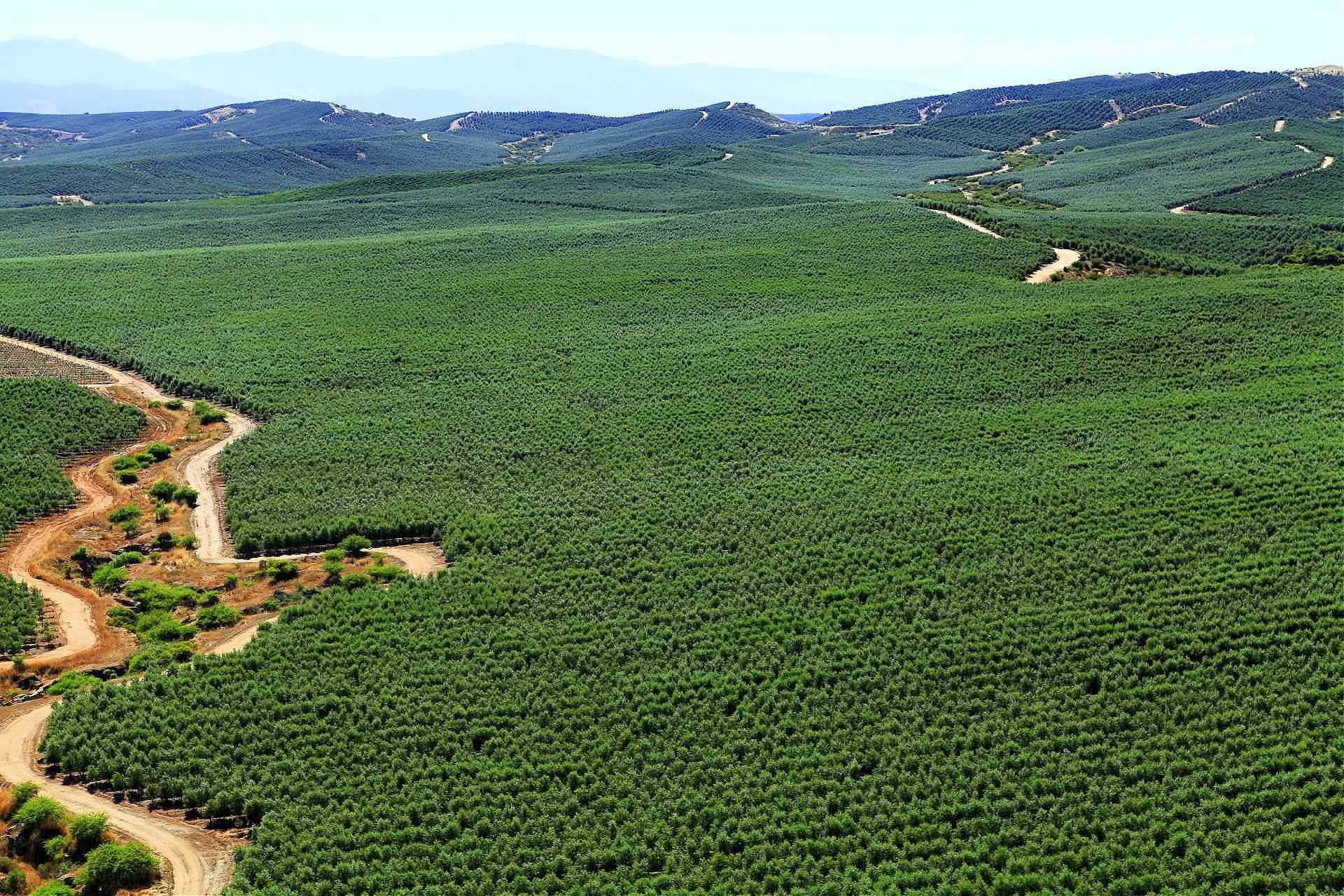 Negocios-producción-América del Sur-Productores-chilenos-Año-difícil-de-cosechar-tiempos prometedores de aceite de oliva