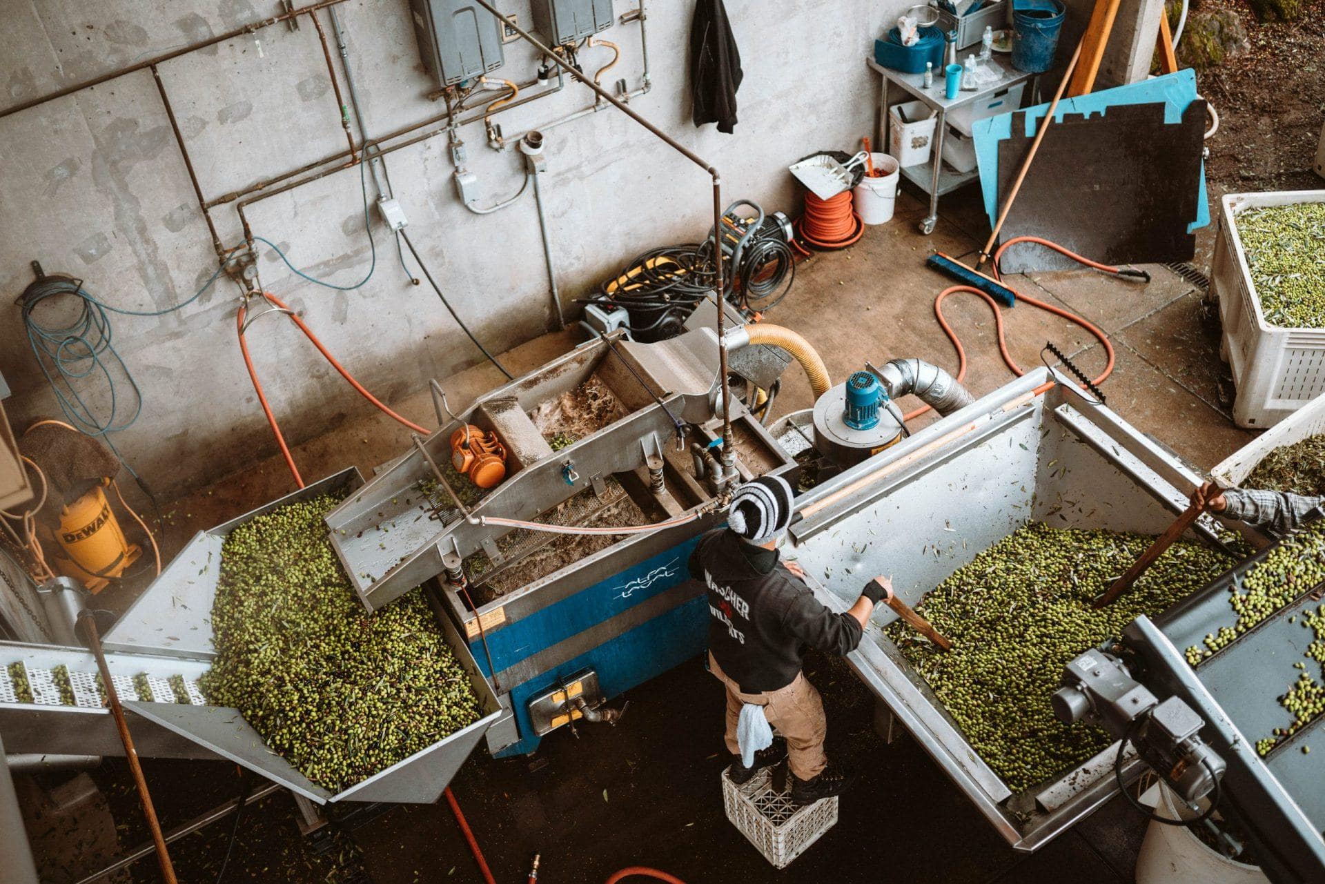 business-north-america-profiles-production-son-of-pioneering-oregonian-wine-producers-blazes-a-trail-for-olive-oil-olive-oil-times