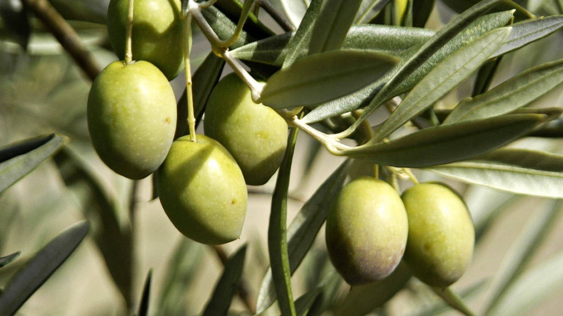 live-world-olive-oil-competition-results-live-updates-olive-oil-times