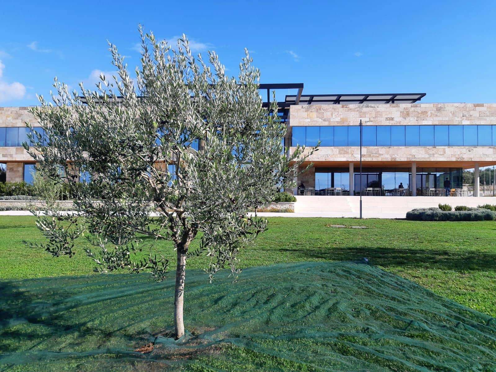 business-europe-production-croatian-tech-company-produces-awardwinning-evoo-for-gifting-olive-oil-times