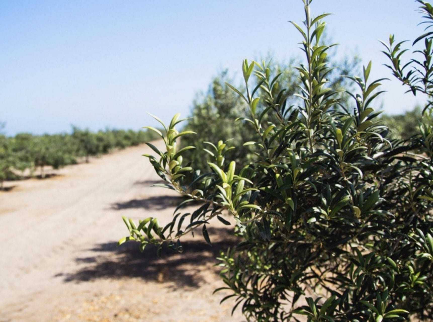 business-production-south-america-an-olive-harvest-in-peru-amid-sweeping-changes-olive-oil-times
