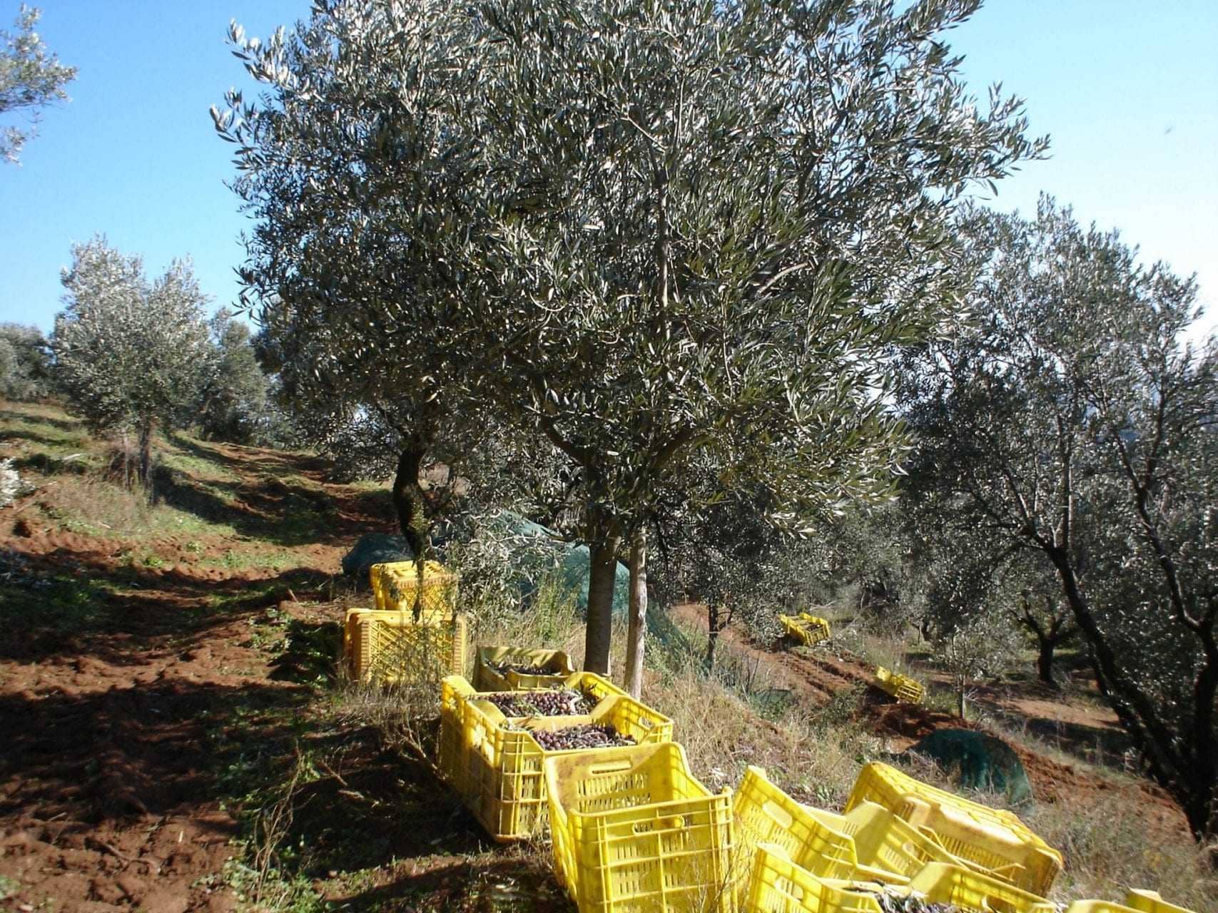 europe-competitions-the-best-olive-oils-world-strong-showing-by-calabrian-producers-at-world-competition-olive-oil-times