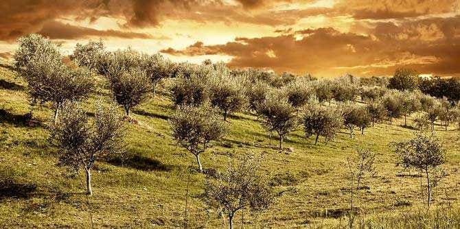 europe-spain-produces-8700-tons-in-first-month-of-new-olive-oil-season-olive-oil-times-spain-produces-8700-tons-in-first-month-of-new-olive-oil-season