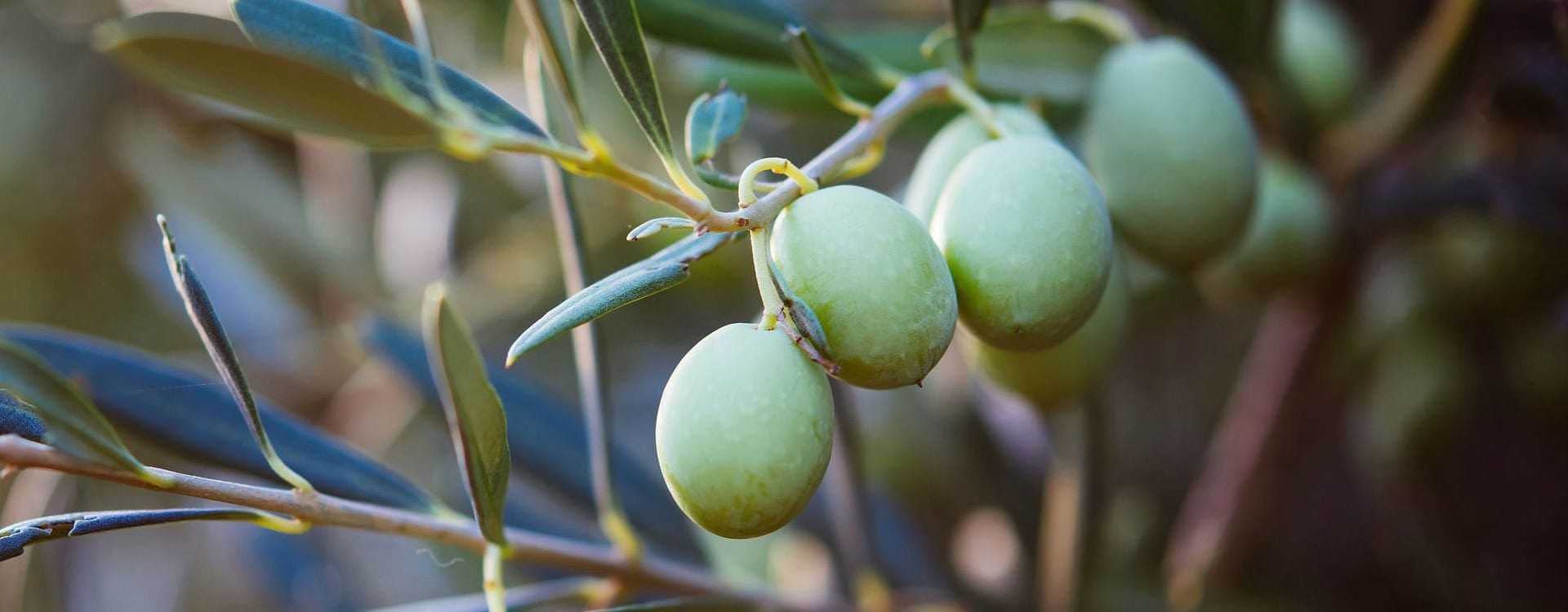 scapă de alimente varicoase de remedii populare tratamentul varicozei online