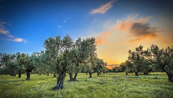 producteur d huile d olive dans l aude france