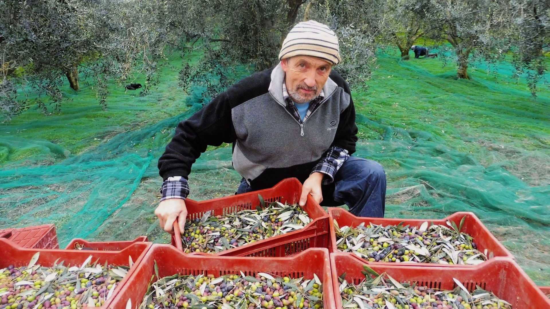 business-europe-production-production-rebounds-in-france-amid-climatic-challenges-olive-oil-times