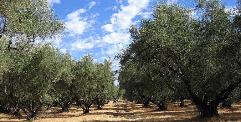 Berkeley Olive Grove Evoo Emballe Un Coup De Poing Olive Oil Times