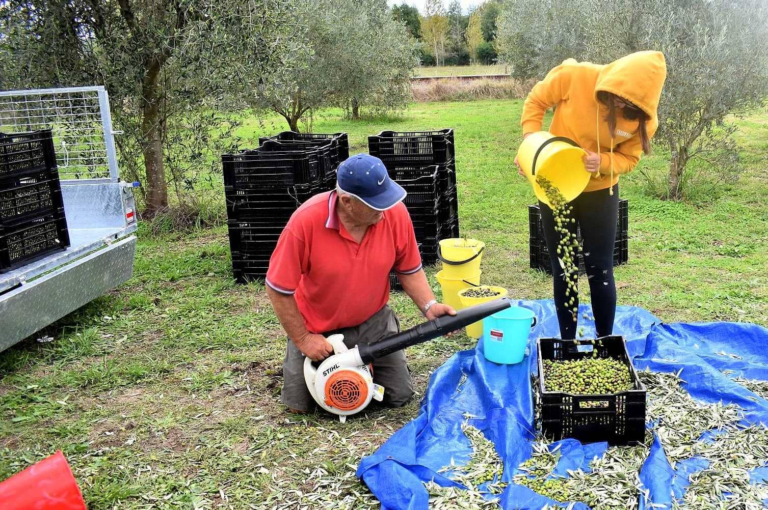 australia-and-new-zealand-competitions-the-best-olive-oils-despite-covid-and-drought-australian-and-new-zealand-producers-shine-at-nyiooc-olive-oil-times