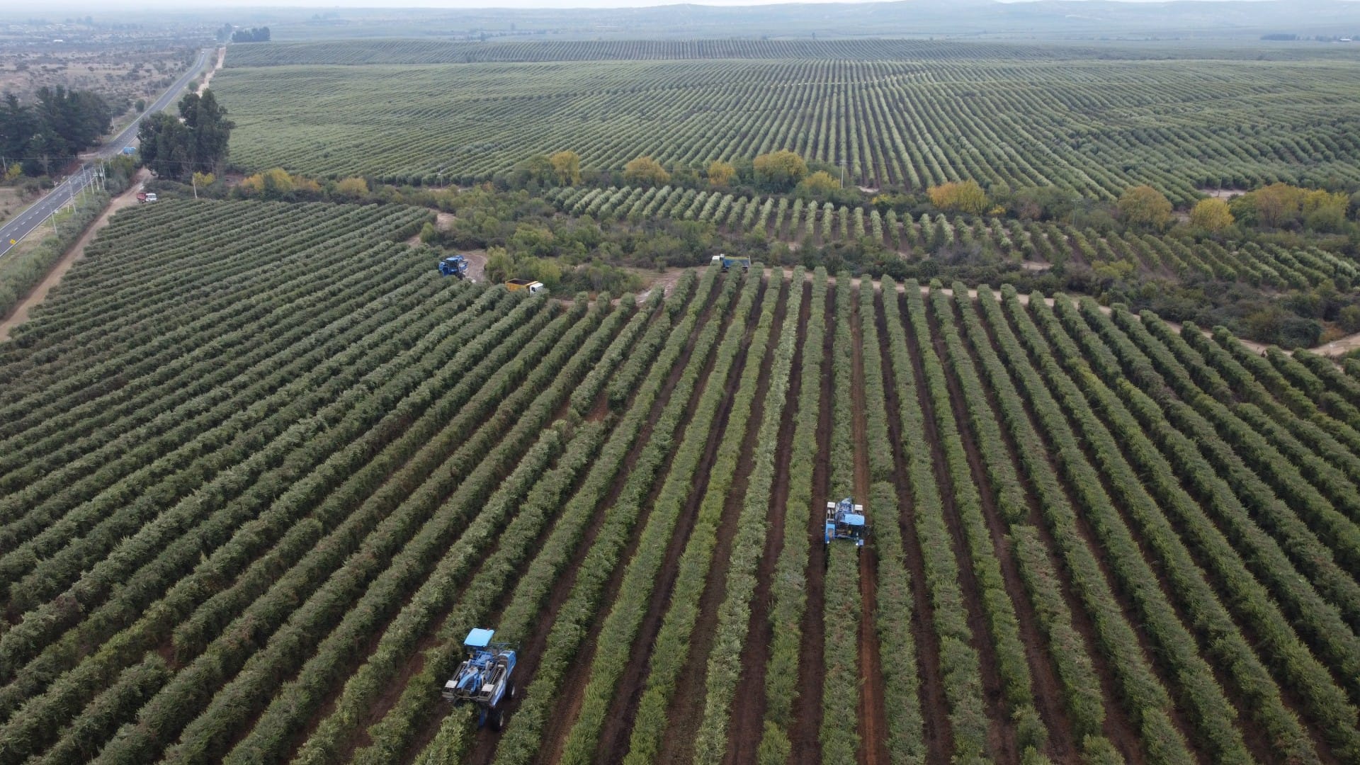 business-production-south-america-drought-continues-to-concern-growers-in-chile-olive-oil-times