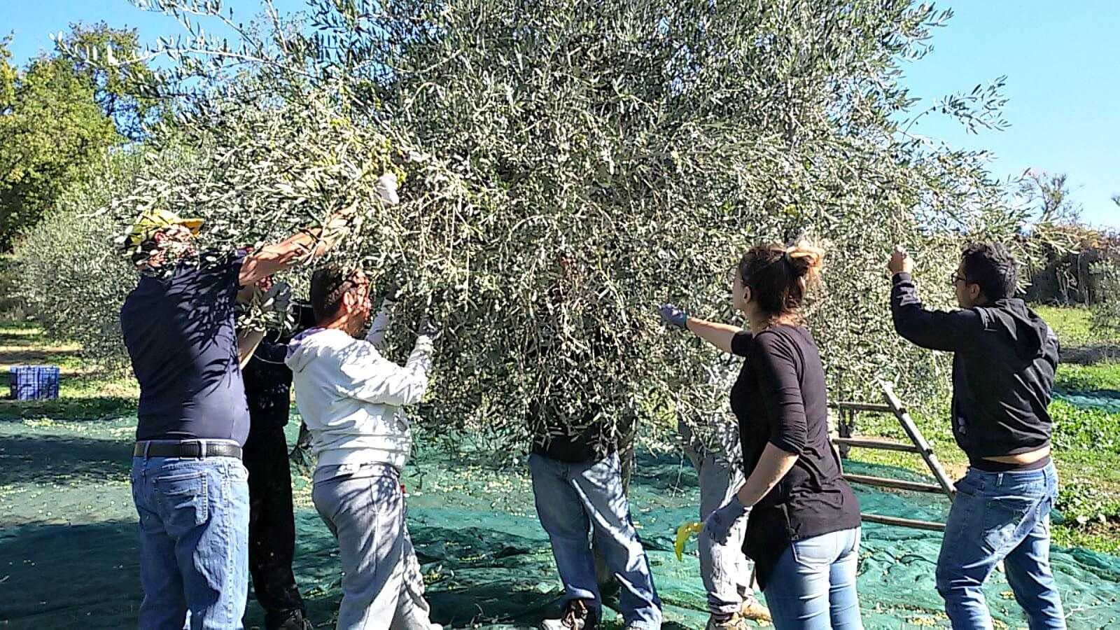 イタリアの社会的農業の中心にある高品質のEVOO生産- Olive Oil Times