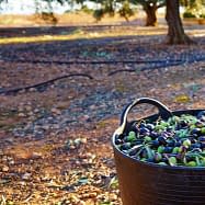 Spain Olive Oil Production Olive Oil Times
