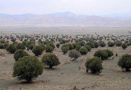 4万本のオリーブの木を植えるパキスタン Olive Oil Times