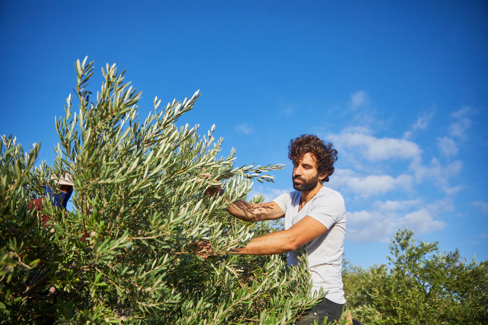 africa-middle-east-profiles-the-best-olive-oils-modern-techniques-and-ancient-groves-a-winning-combination-for-solar-olives-olive-oil-times