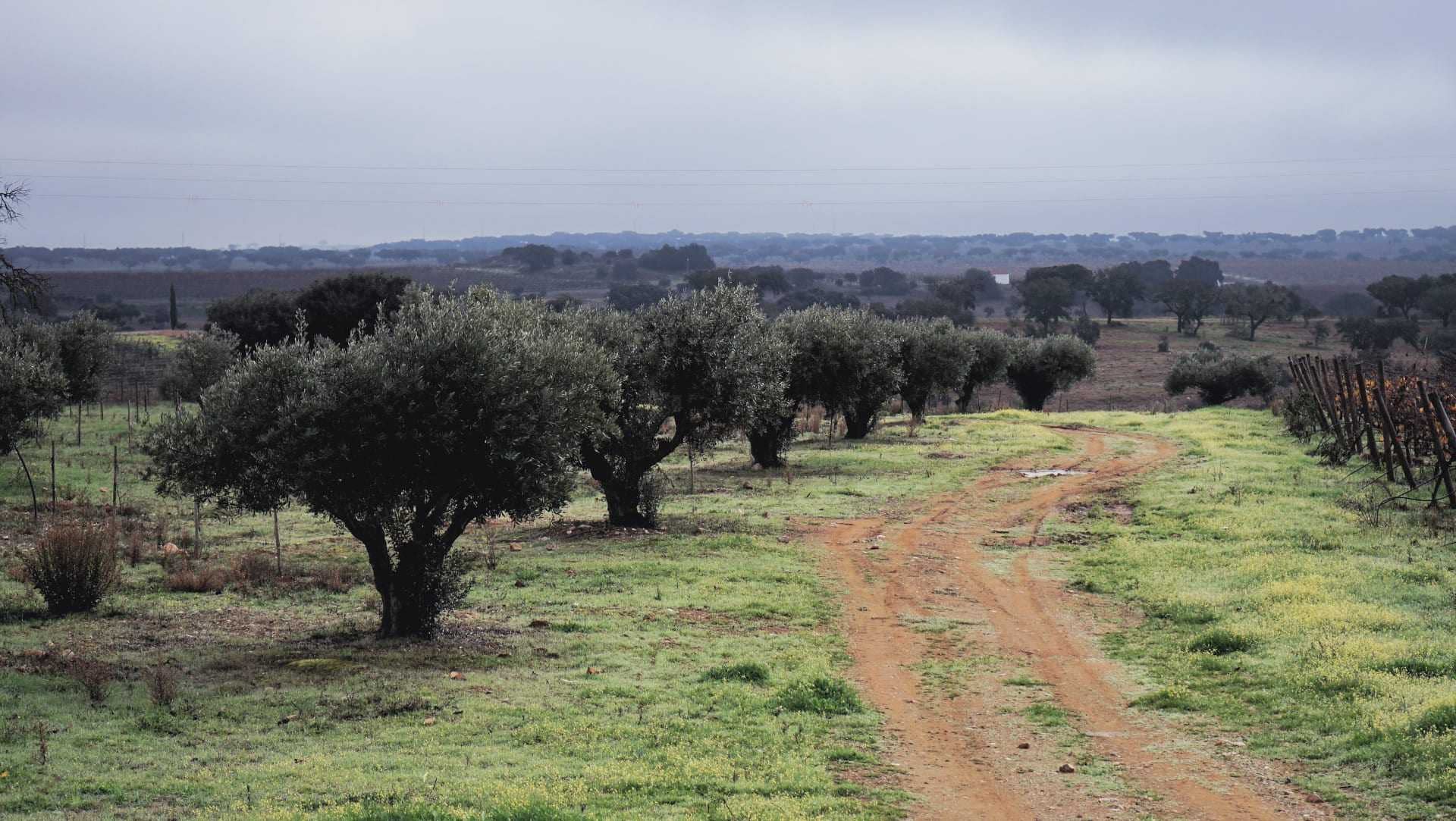 ポルトガルは30年までに 番目に大きいオリーブオイル生産国になるかもしれない Olive Oil Times