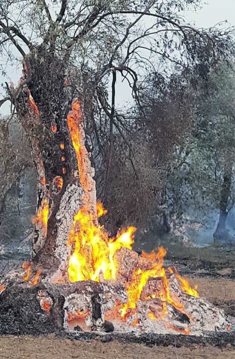 山火事によって破壊されたキプロスの記念碑的なオリーブの木 Olive Oil Times