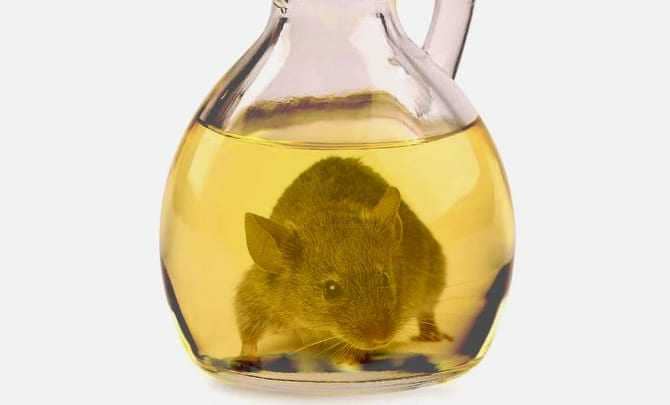 world-mouse-in-olive-oil-cruet-spurs-new-push-for-ban-olive-oil-times-mouse-in-olive-oil-cruet-spurs-new-push-for-ban