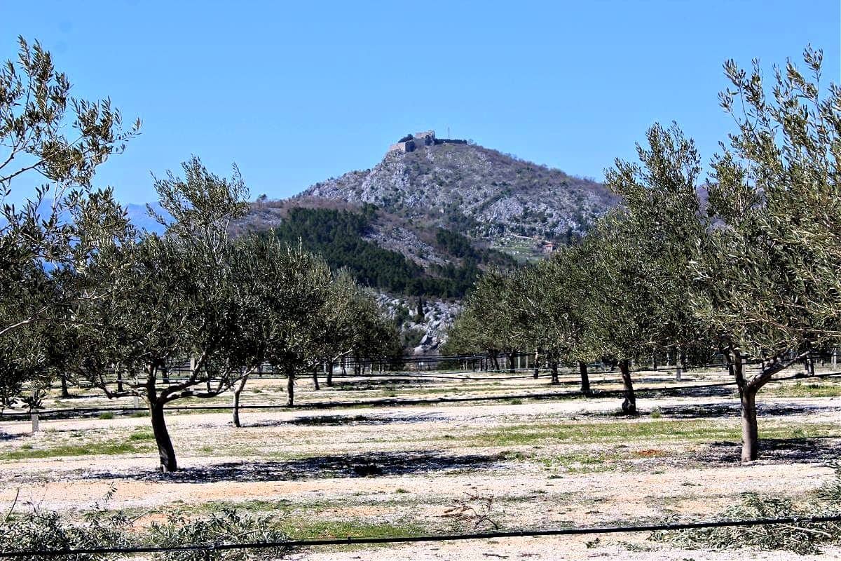 business-europe-production-officials-hope-winning-results-spur-olive-production-in-herzegovina-olive-oil-times