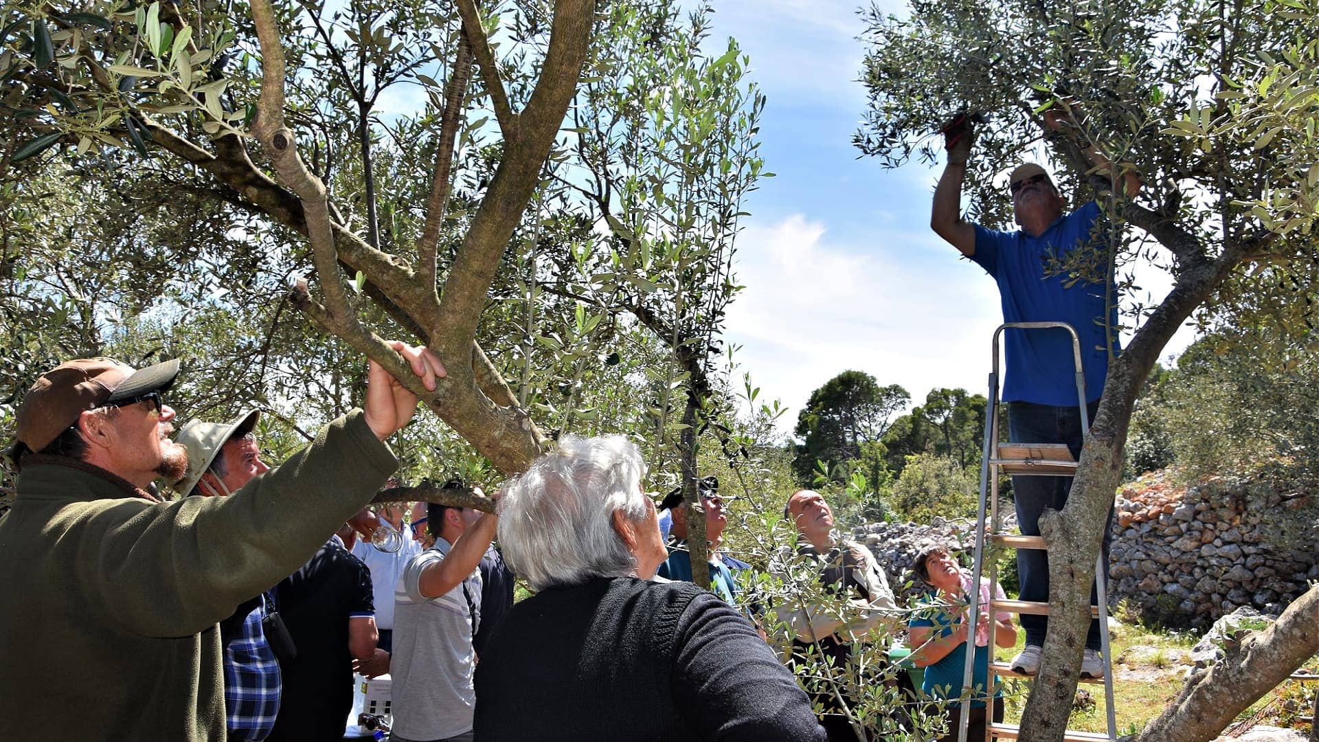 production-a-croatian-agronomists-guide-to-olive-tree-pruning-olive-oil-times
