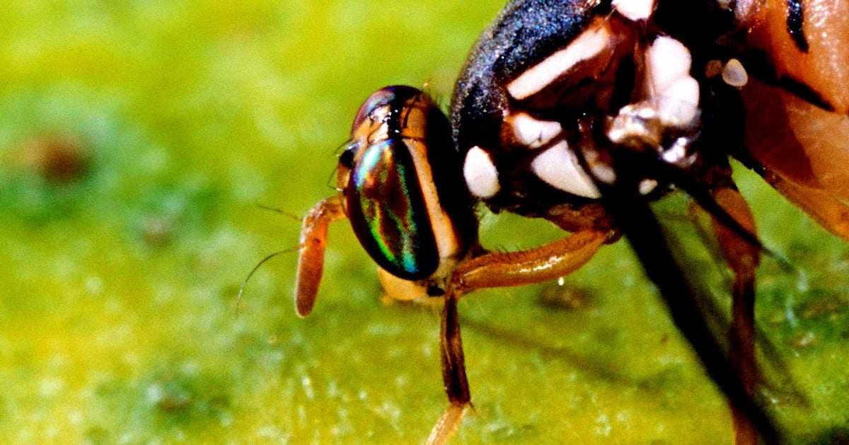 イタリアの専門家がミバエと戦うオリーブ栽培者にアドバイスを提供 Olive Oil Times