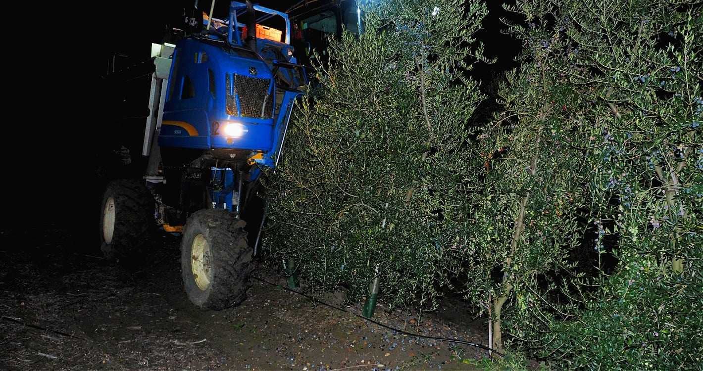 europe-briefs-world-bans-on-night-harvesting-have-alleviated-threat-to-migratory-birds-olive-oil-times
