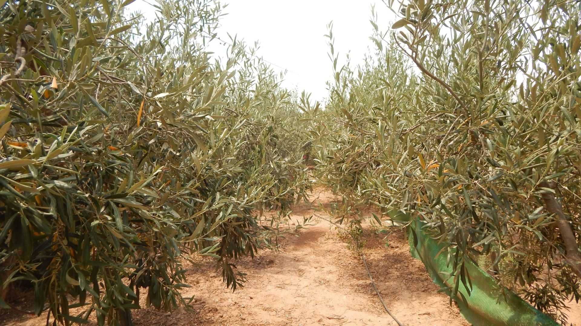 europe-profiles-production-meet-one-of-spains-hobby-olive-growers-olive-oil-times