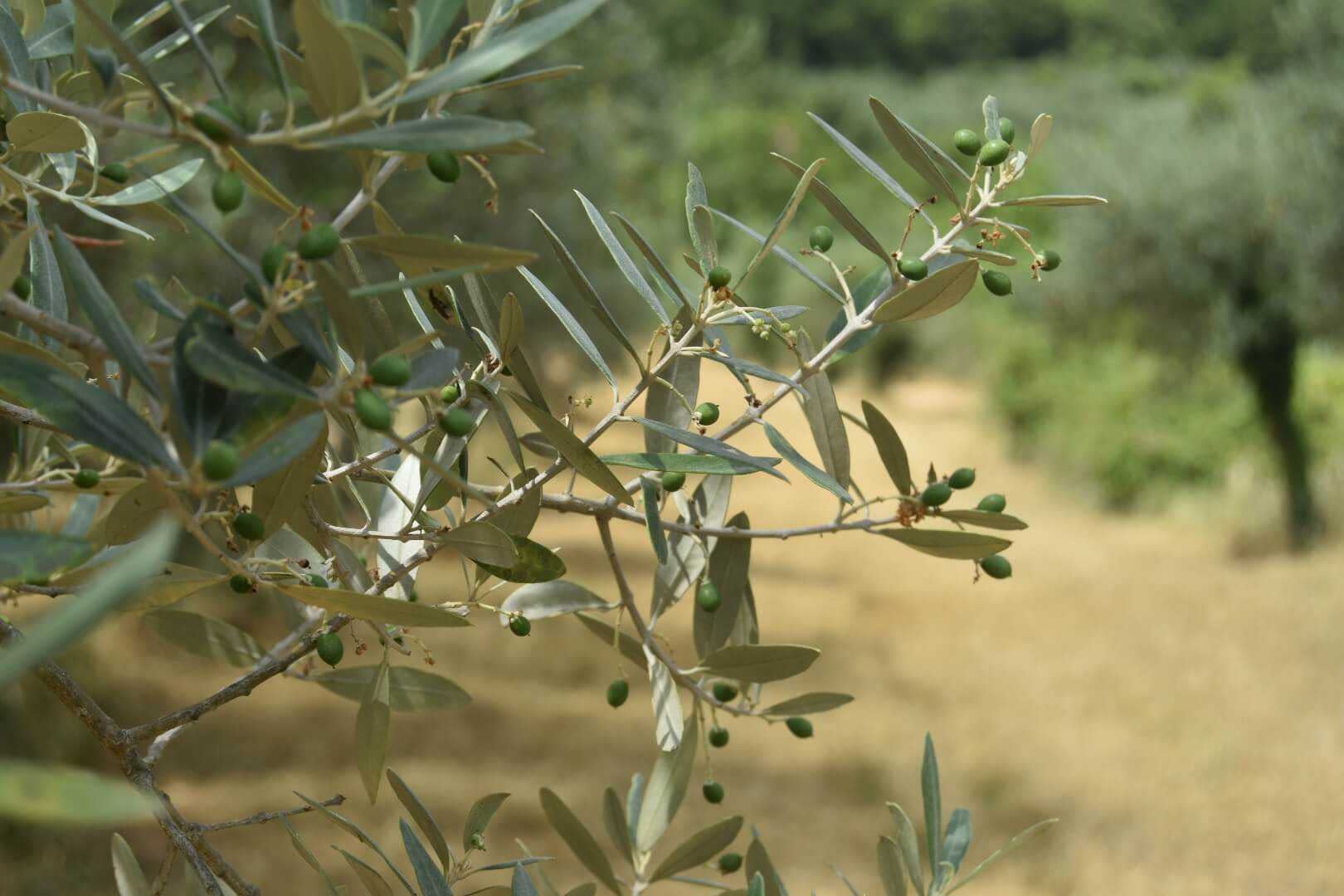 Experts Offer Tips On Preparing For The Warm Season In Organic Olive Groves Olive Oil Times Olive oil just happens to have the exact ratio of dietary fats people need.