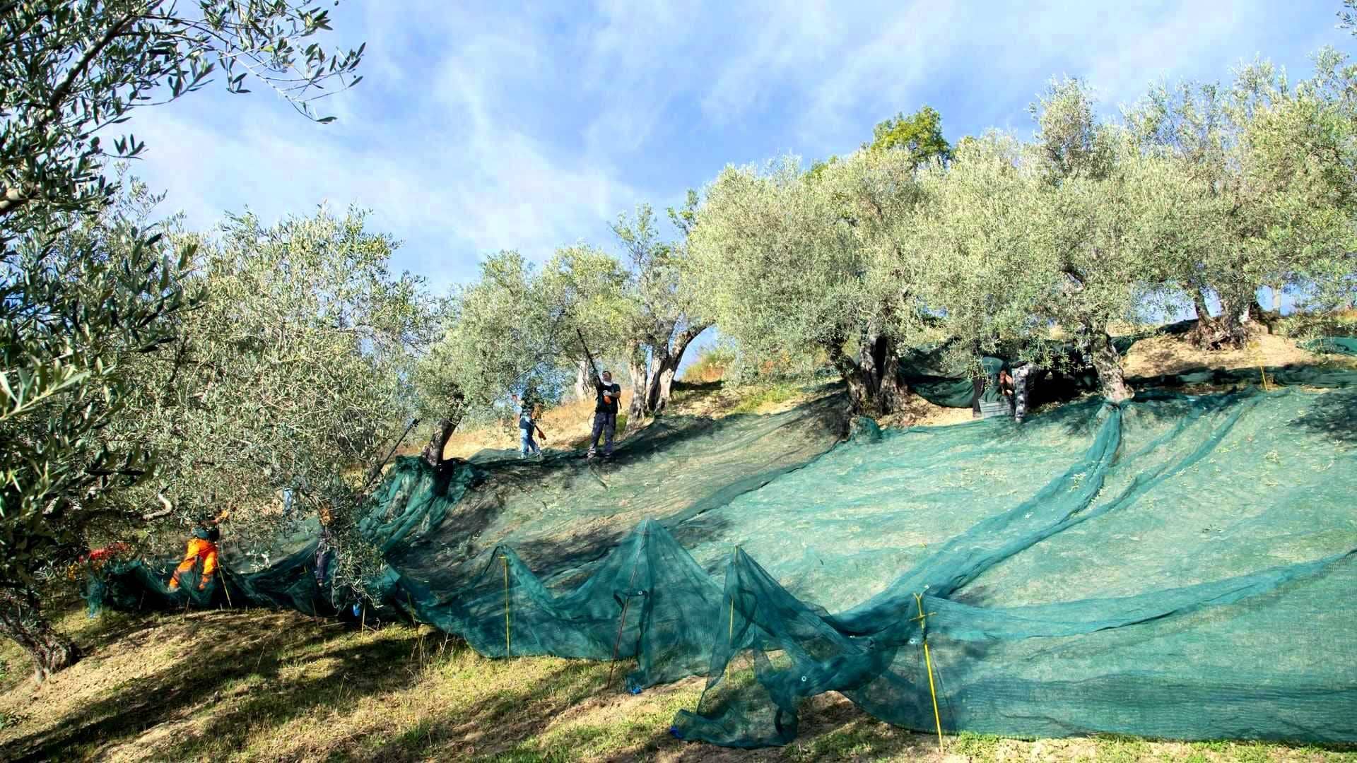 Les Producteurs Du Sud De L Italie Profitent D Une Autre Solide Performance A La Competition Mondiale Olive Oil Times