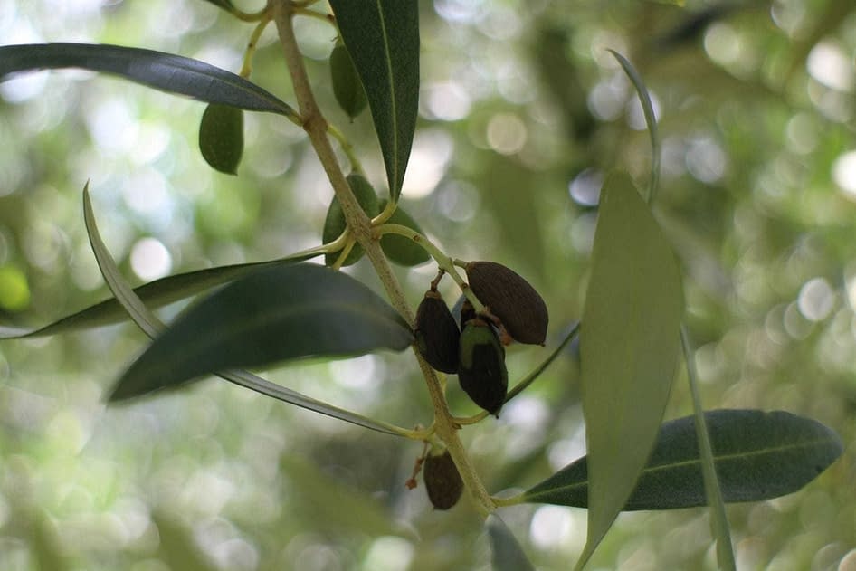 アジアの虫がオリーブの木の 緑のしずく の原因である可能性があると研究者が発見 Olive Oil Times