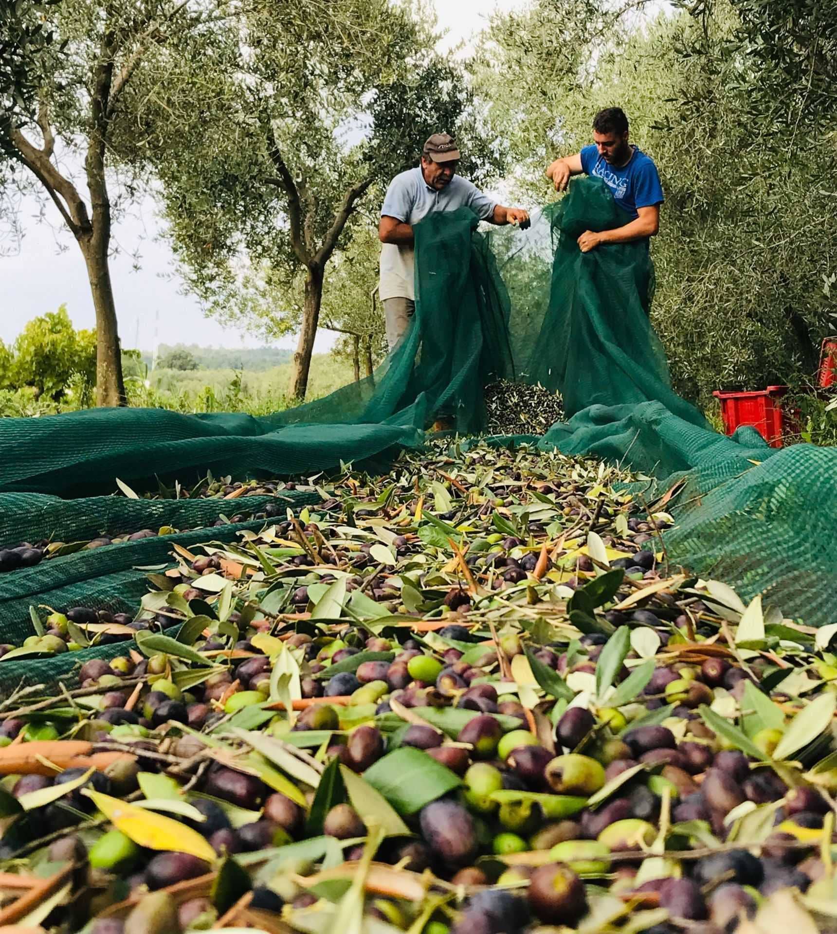 europe-competitions-the-best-olive-oils-croatian-producers-celebrate-87-wins-at-world-competition-olive-oil-times