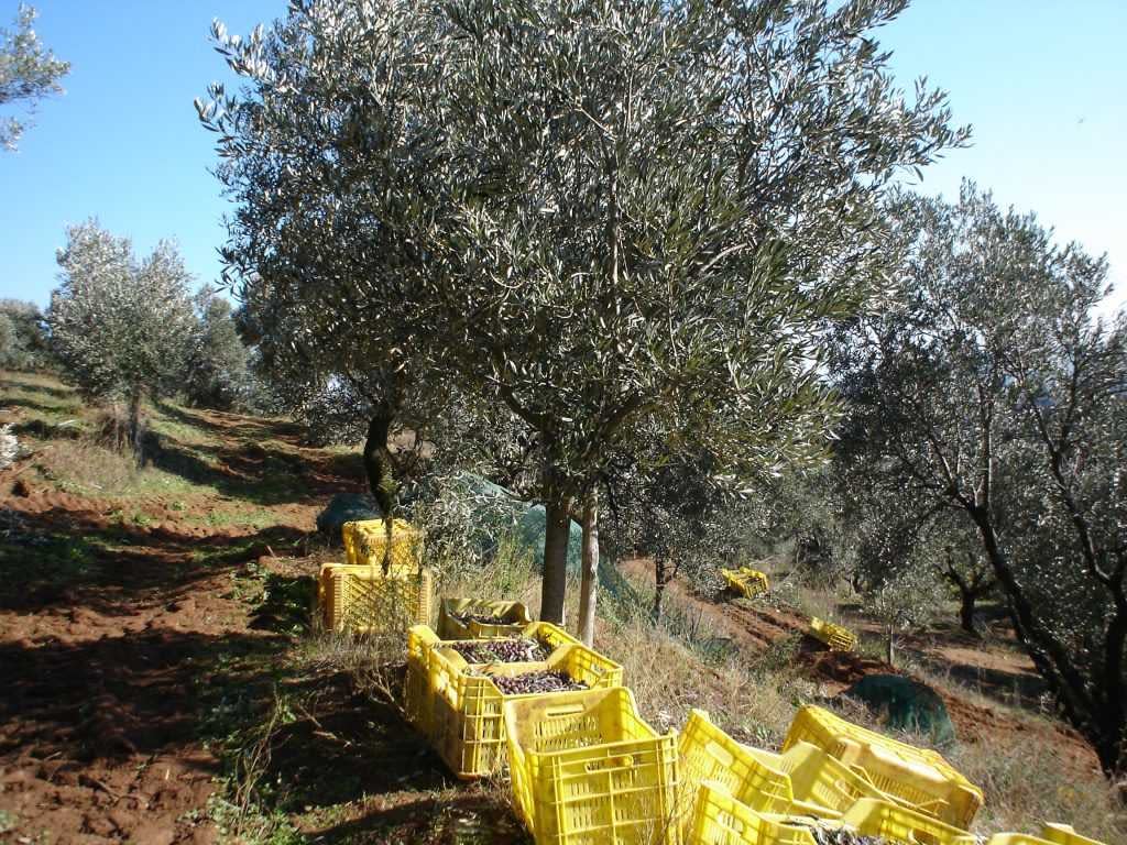 europe-competitions-the-best-olive-oils-southern-italian-producers-enjoy-another-strong-showing-at-world-competition-olive-oil-times