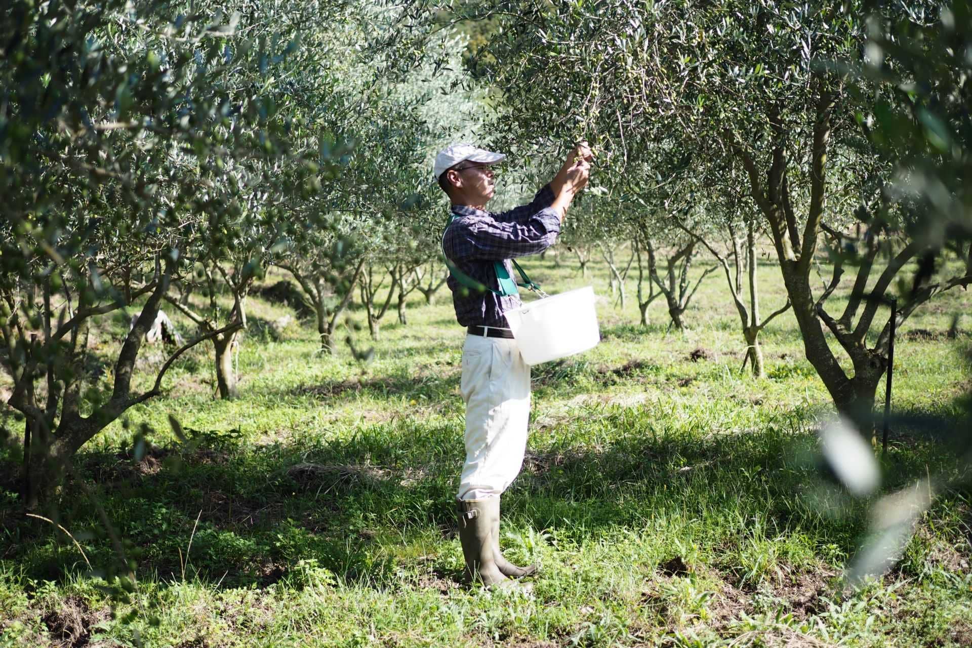 asia-competitions-profiles-the-best-olive-oils-awardwinning-producers-optimistic-as-olive-oil-culture-takes-root-in-japan-olive-oil-times