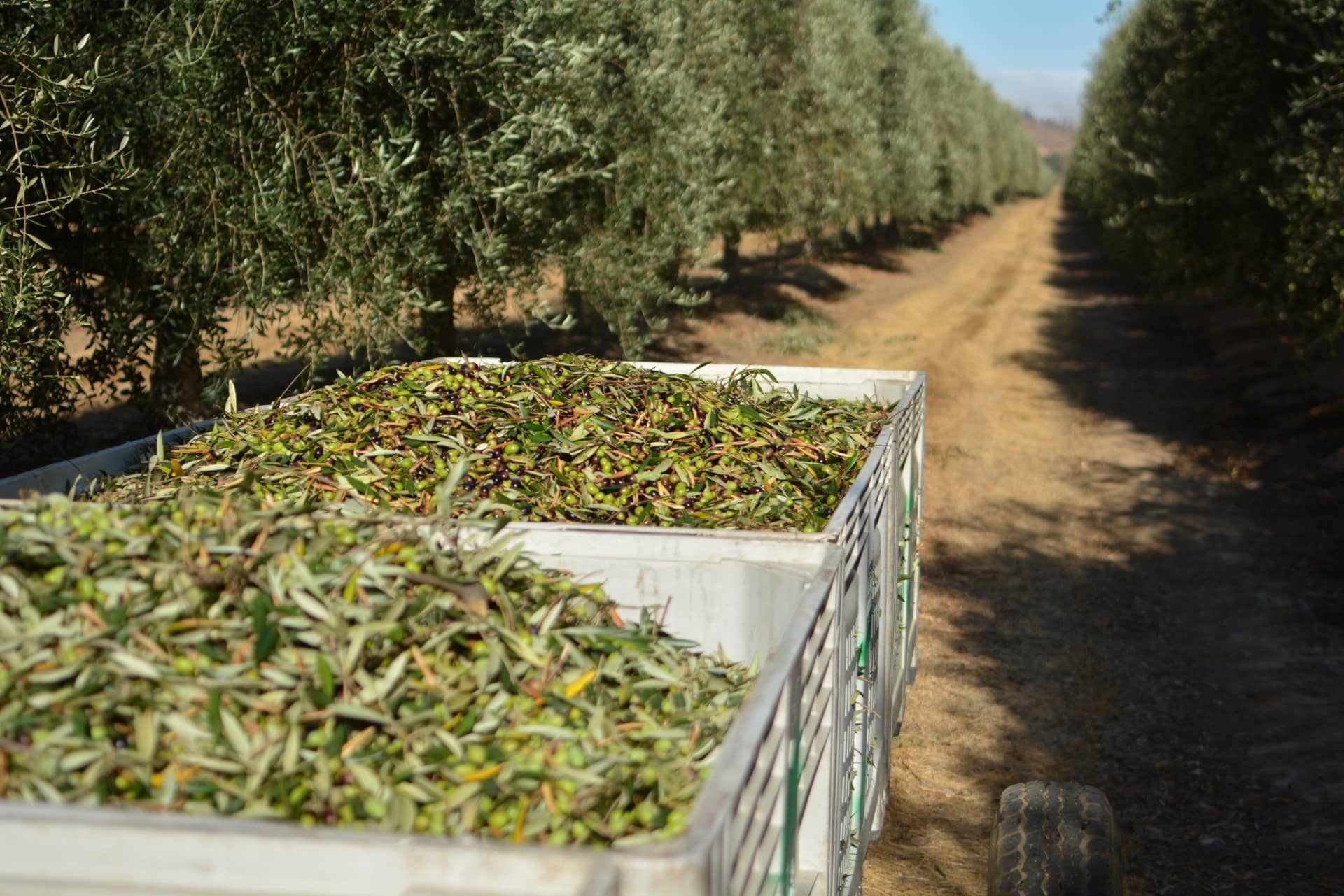 business-production-south-america-drought-continues-to-concern-growers-in-chile-olive-oil-times