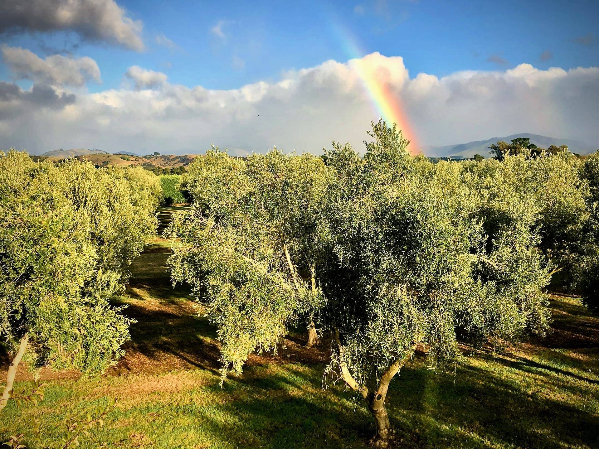 australia-and-new-zealand-profiles-production-the-best-olive-oils-former-fighter-pilot-steers-loopline-olives-to-the-world-stage-olive-oil-times