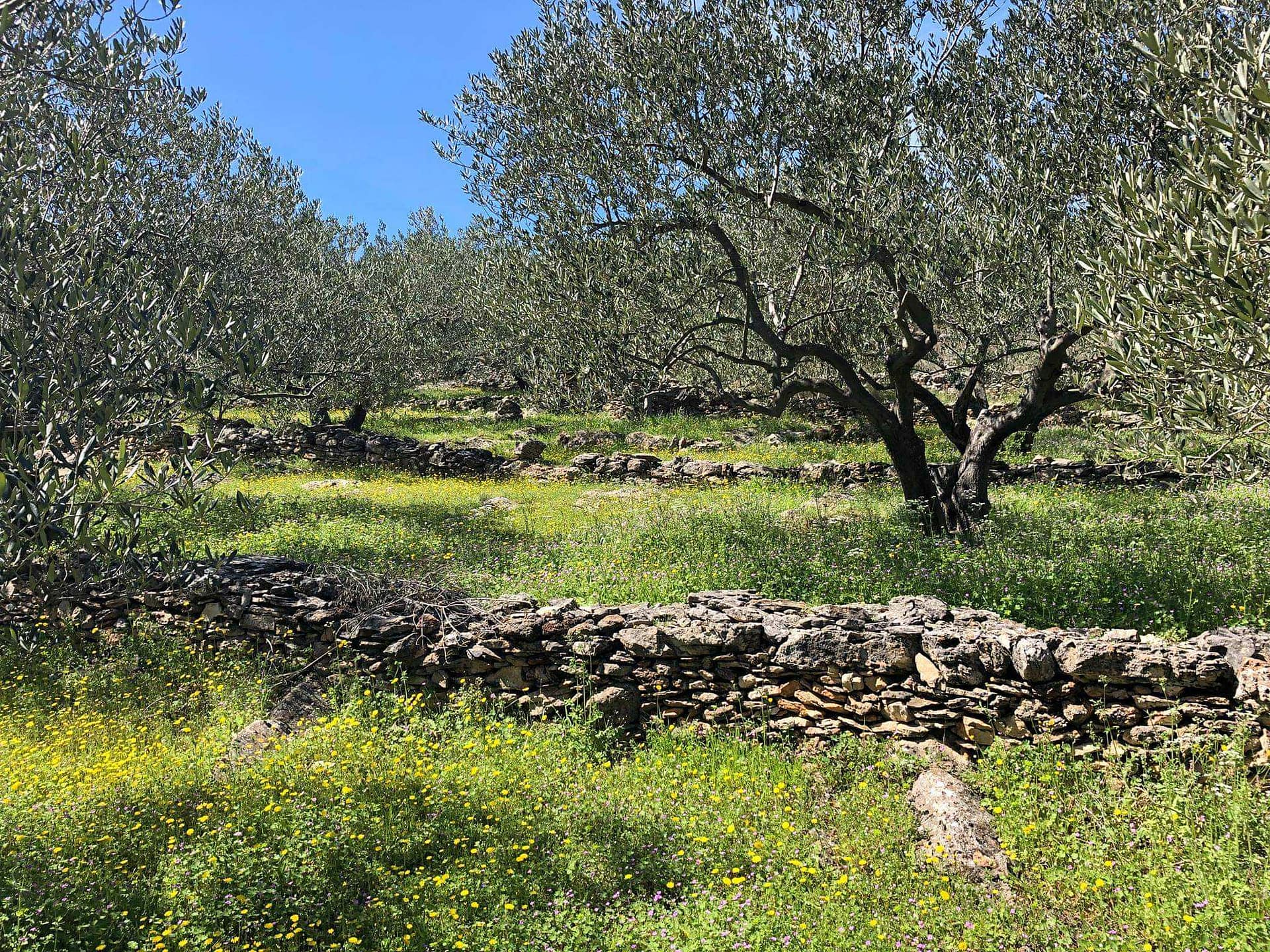 business-europe-varieties-profiles-production-the-best-olive-oils-dalmatian-couple-share-an-awardwinning-oblica-with-the-world-olive-oil-times