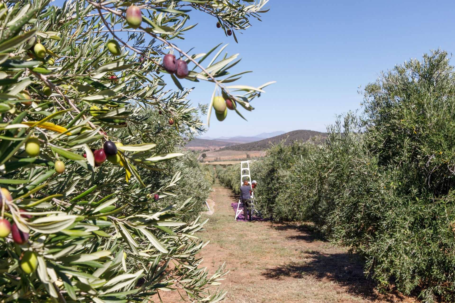 africa-middle-east-competitions-the-best-olive-oils-bountiful-harvest-yields-wins-for-south-african-producers-at-world-competition-olive-oil-times