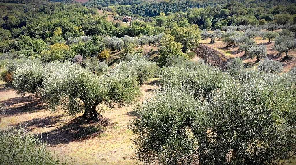 business-europe-profiles-production-at-rastrello-quality-extra-virgin-olive-oil-promotes-the-beauty-of-umbria-olive-oil-times