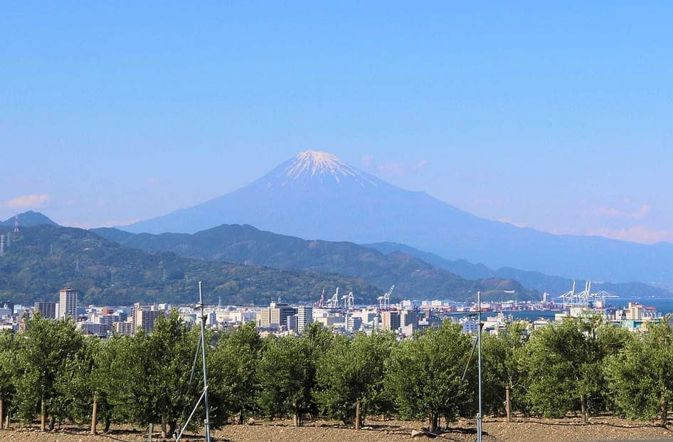 今年のトップブランドの つの日本のオリーブオイル Olive Oil Times