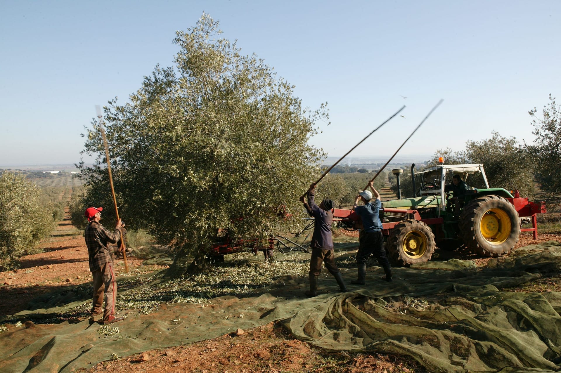 business-europe-production-record-yields-for-portugal-in-the-202122-crop-year-olive-oil-times