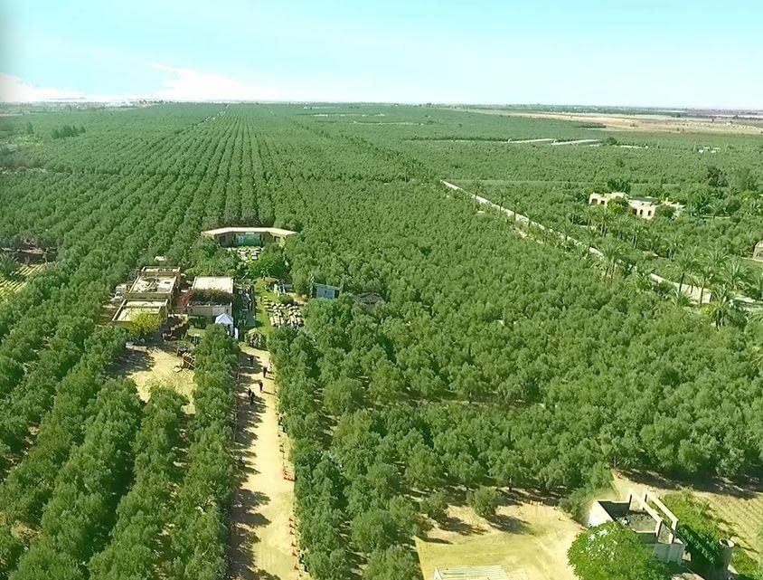africa-middle-east-business-production-egypt-expects-lower-production-after-extreme-weather-damages-groves-olive-oil-times