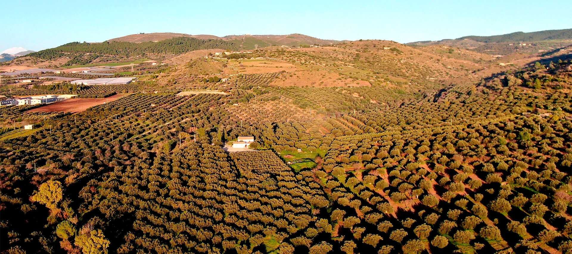 europe-competitions-the-best-olive-oils-producers-on-sicily-and-sardinia-prevail-in-world-competition-olive-oil-times