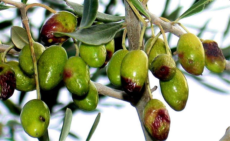 イタリアの専門家がミバエと戦うオリーブ栽培者にアドバイスを提供 Olive Oil Times