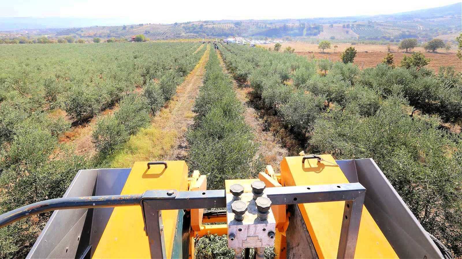 africa-middle-east-competitions-profiles-the-best-olive-oils-turkish-olive-oils-win-acclaim-in-world-competition-olive-oil-times
