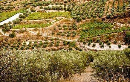 Griechenland Wendet Kretische Olivenolproduzenten Ab Die Hilfe Suchen Olive Oil Times