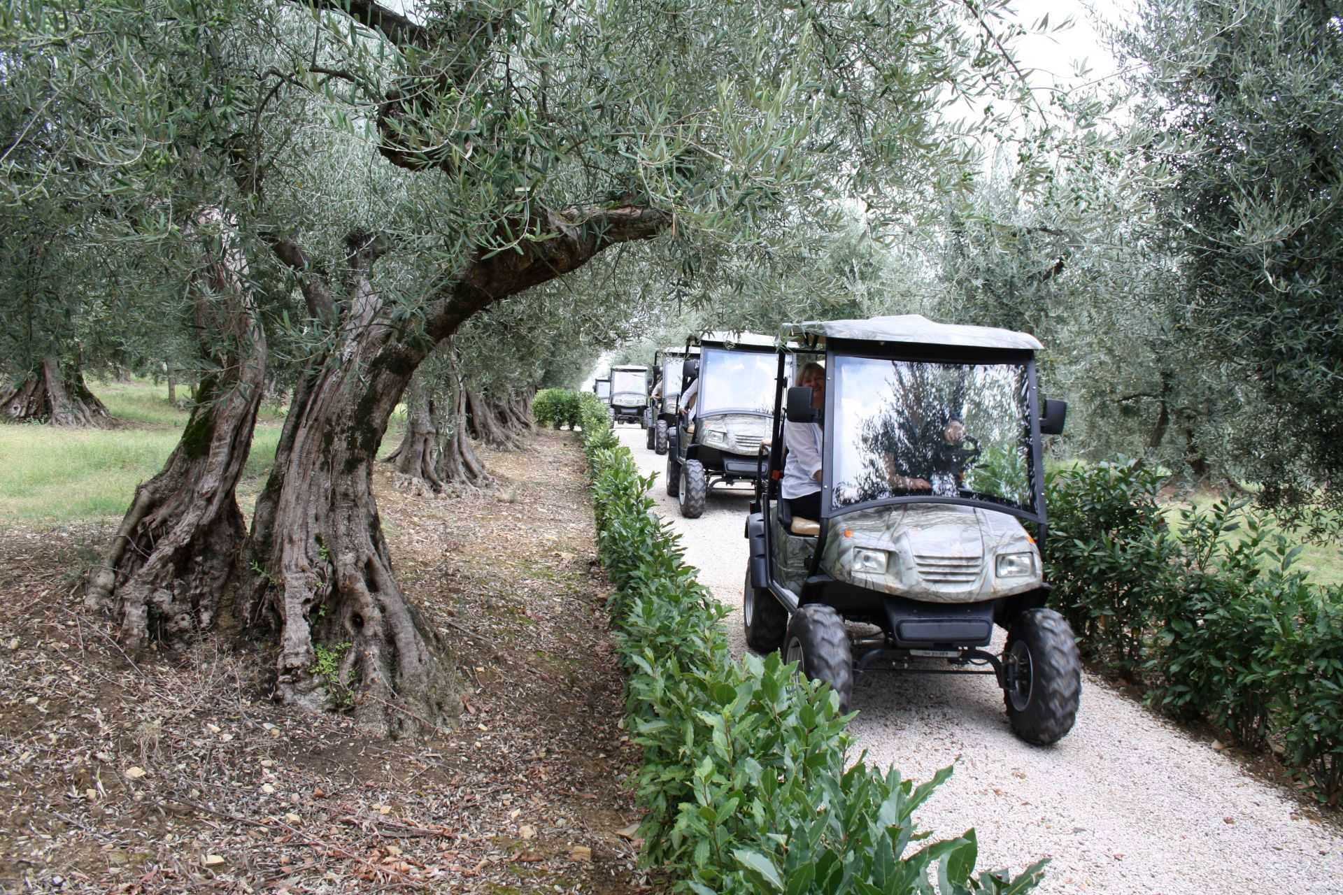 profiles-production-history-and-innovation-guide-an-awardwinning-producer-in-umbria-olive-oil-times