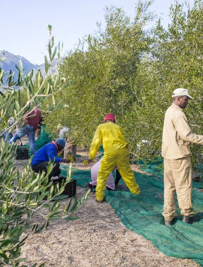 africa-middle-east-business-production-mixed-expectations-as-harvest-gets-underway-in-south-africa-olive-oil-times