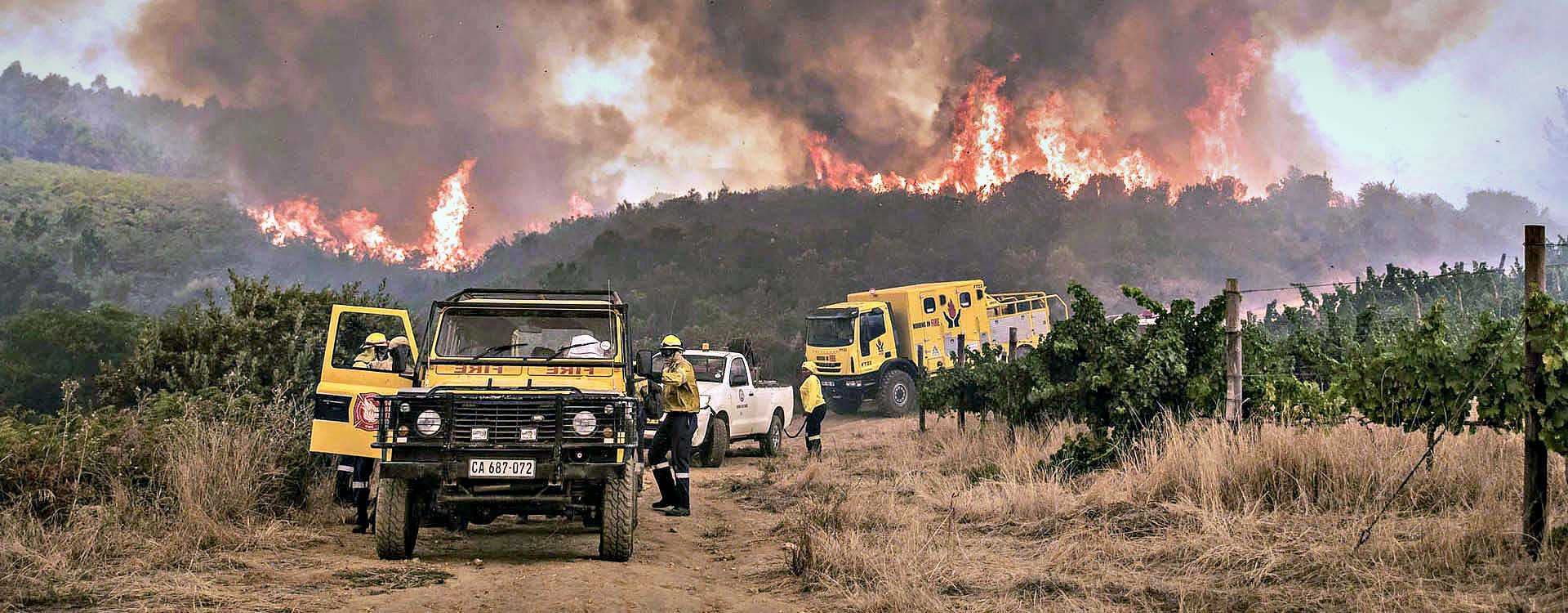 南アフリカのオリーブ農家は山火事が犠牲になり熱を感じています Olive Oil Times