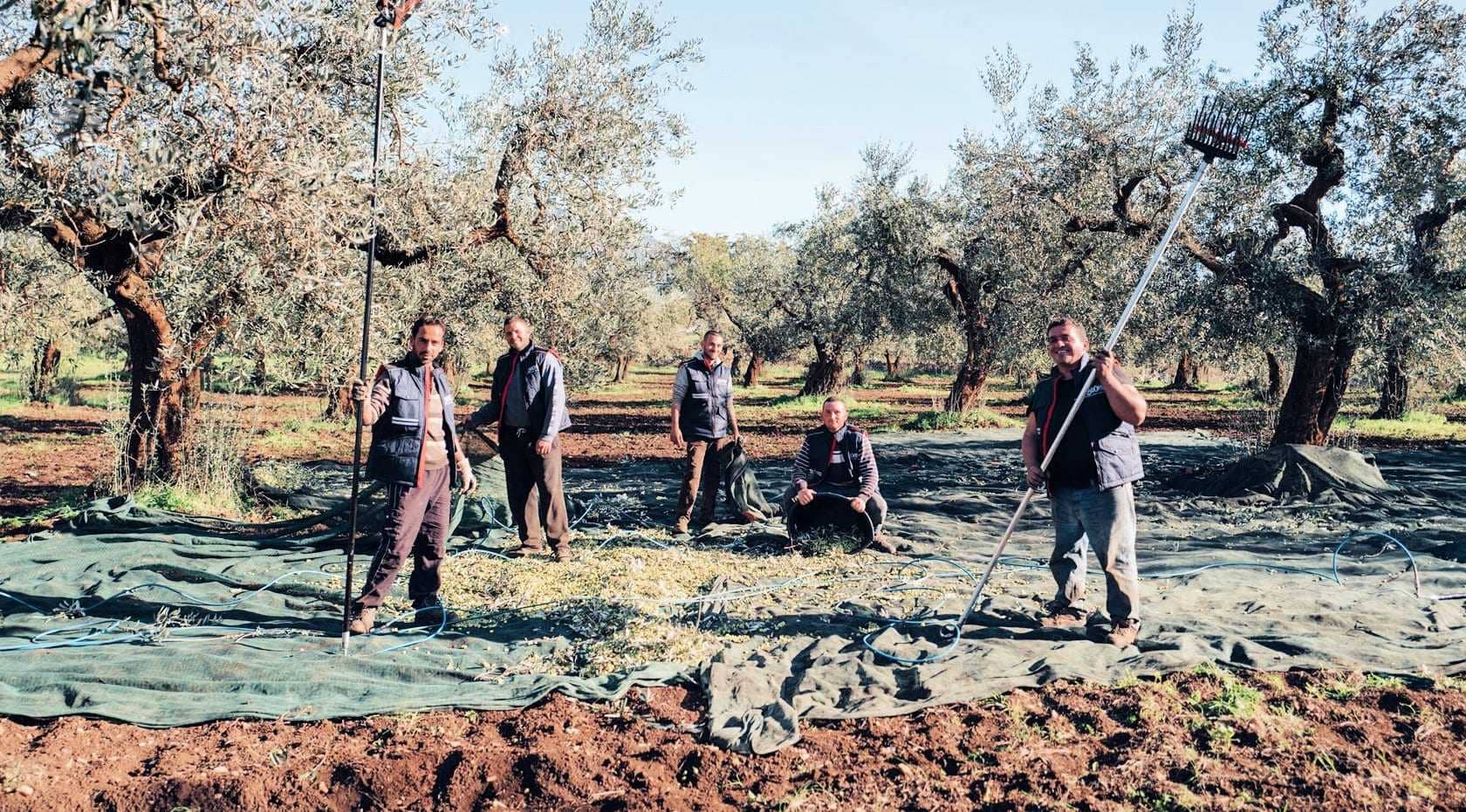 production-the-best-olive-oils-harvest-in-full-swing-at-italys-awardwinning-farms-olive-oil-times