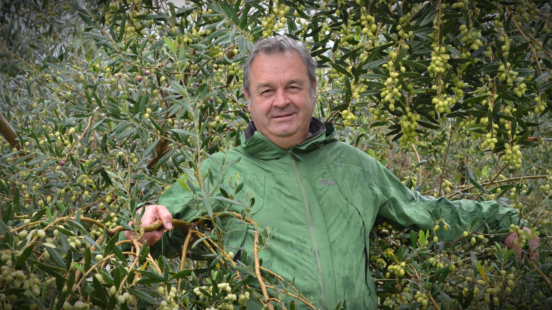 Experiment with North African Olive Varieties Bears Fruit in Croatia