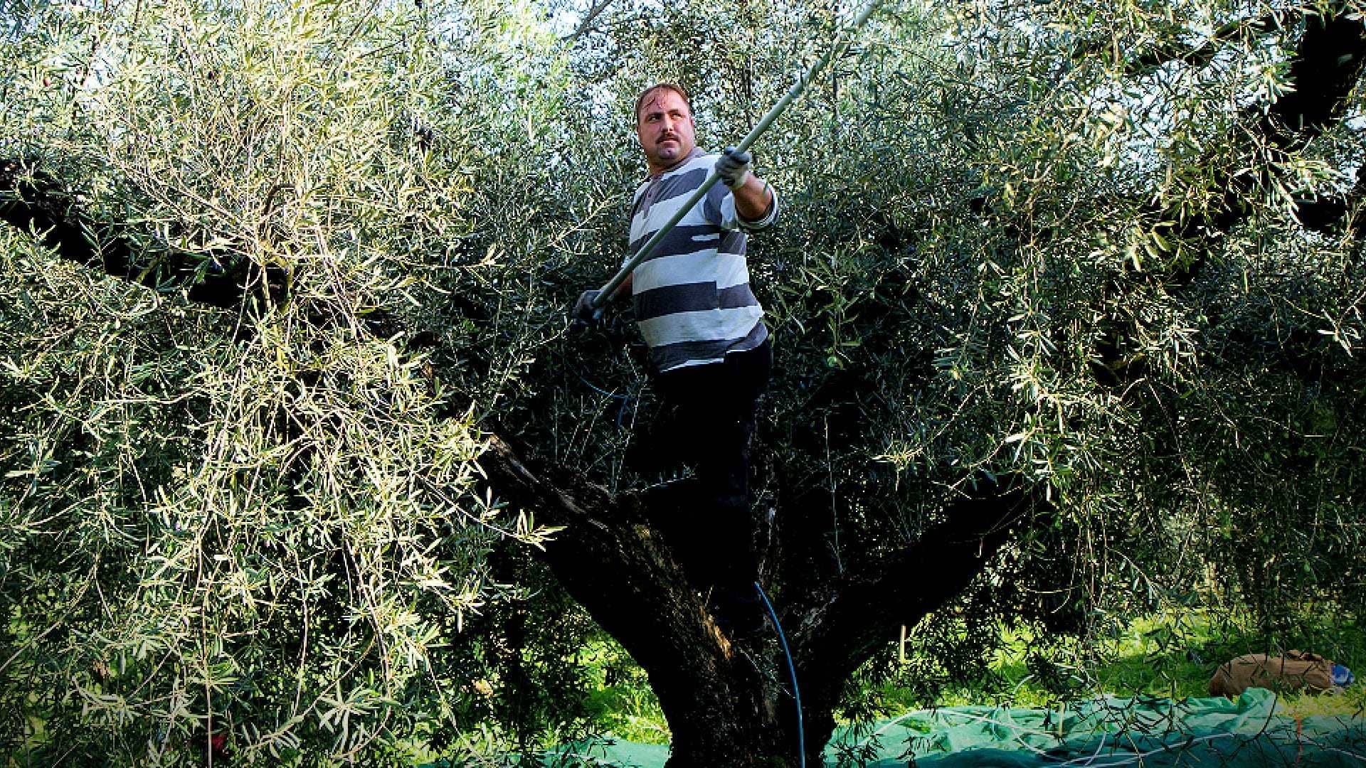 business-europe-production-second-wave-of-covid-hampers-harvest-in-greece-olive-oil-times