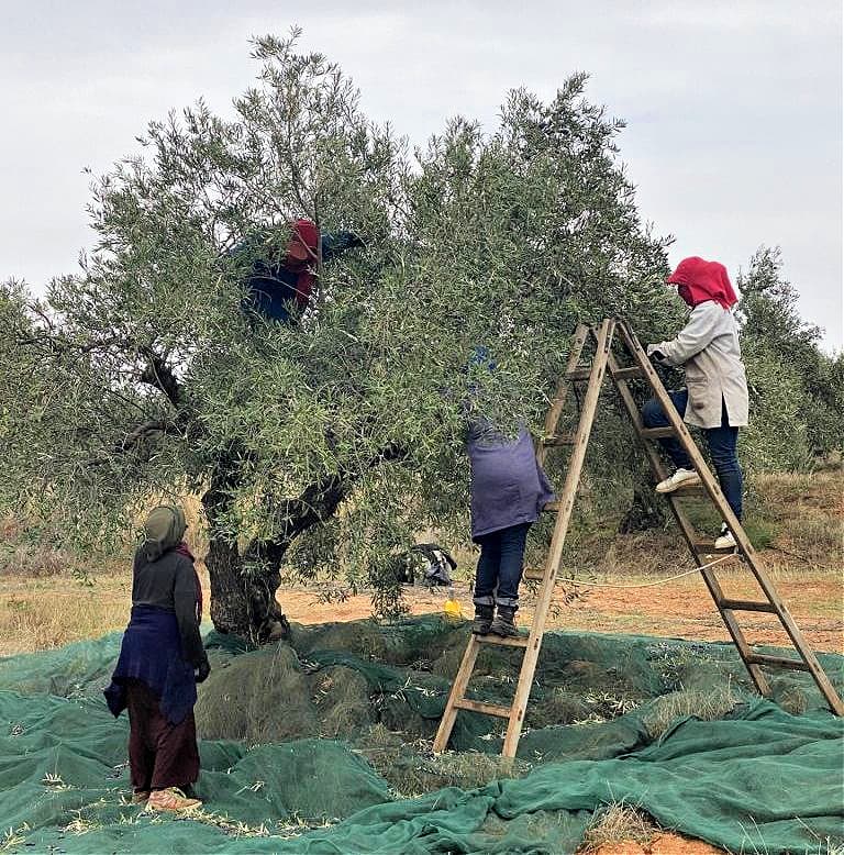 africa-middle-east-competitions-production-the-best-olive-oils-best-year-yet-for-tunisian-producers-at-world-competition-olive-oil-times